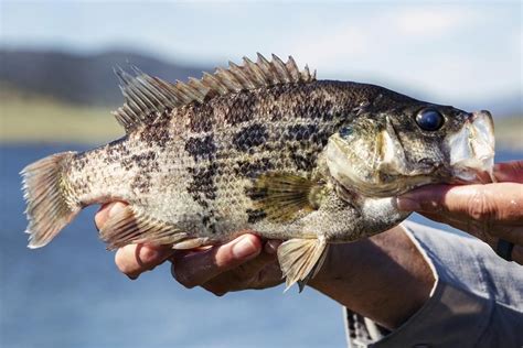 California aims to introduce more anglers to native warm-water tolerant sunfish as planet heats up